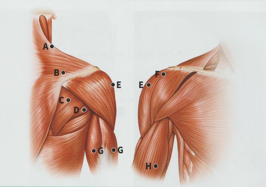 오십견 동결견 유착성 관절낭염03